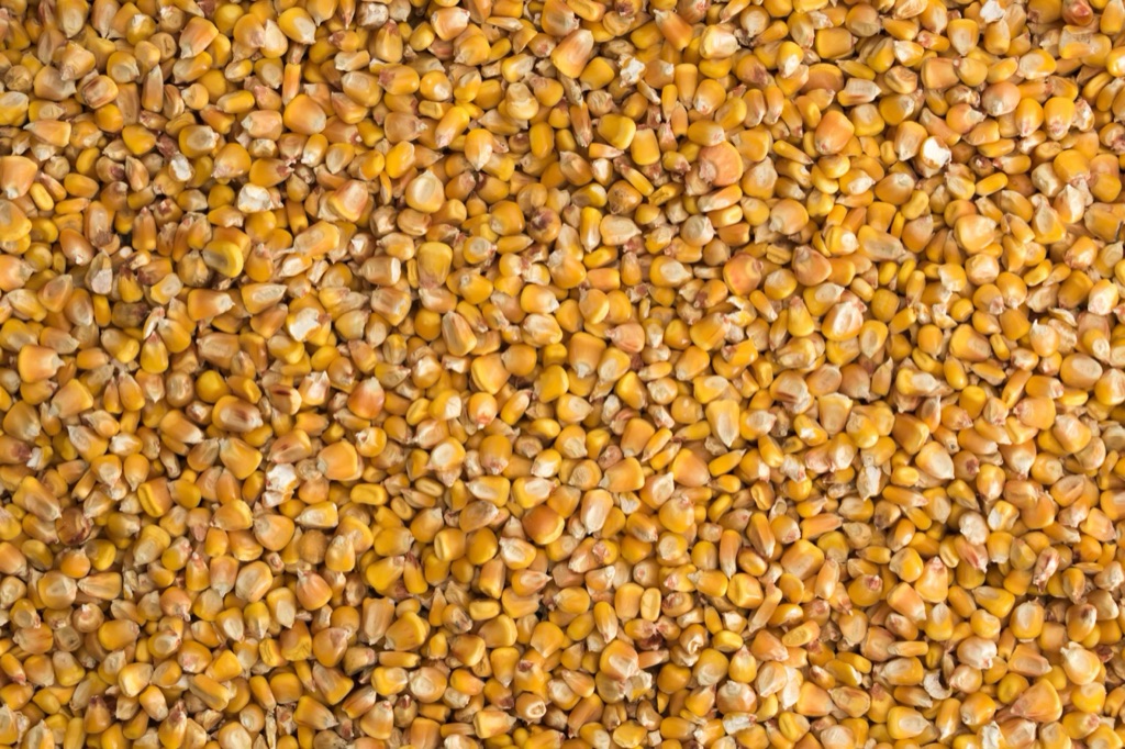 Feed corn