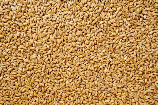 Feed wheat